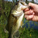 black bass 1